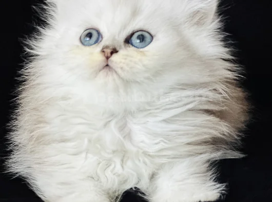 Show Kalite British Longhair Silver görsel