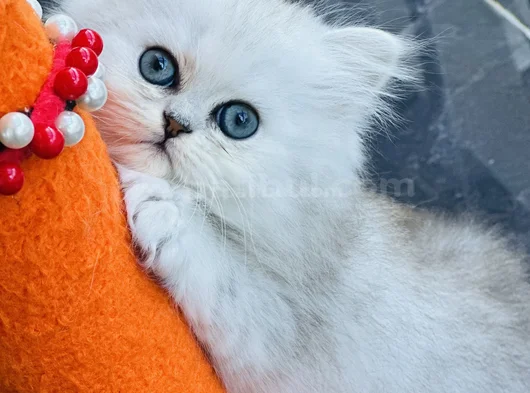 Show Kalite British Longhair Silver