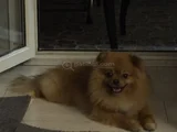 2 Yaşinda Pomeranian
