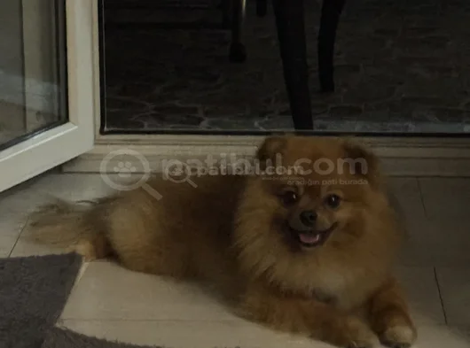 2 Yaşinda Pomeranian görsel