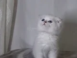 Oyuncu bebeklerimiz yeni yuvalarını bekliyor