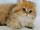 British Longhair Safkan Bebeklerimiz