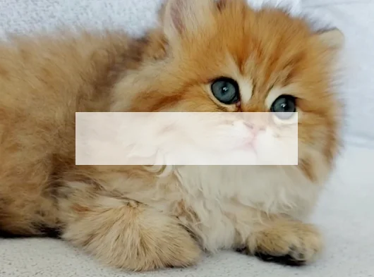 British Longhair Safkan Bebeklerimiz görsel