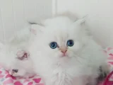 British Longhair Safkan Bebeklerimiz