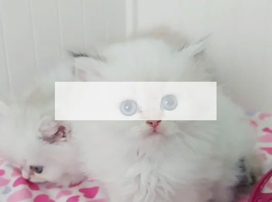 British Longhair Safkan Bebeklerimiz görsel