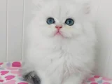 British Longhair safkan bebeklerimiz