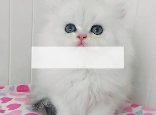 British Longhair Safkan Bebeklerimiz