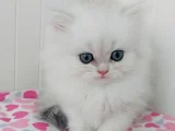 British Longhair Safkan Bebeklerimiz