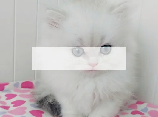 British Longhair Safkan Bebeklerimiz görsel