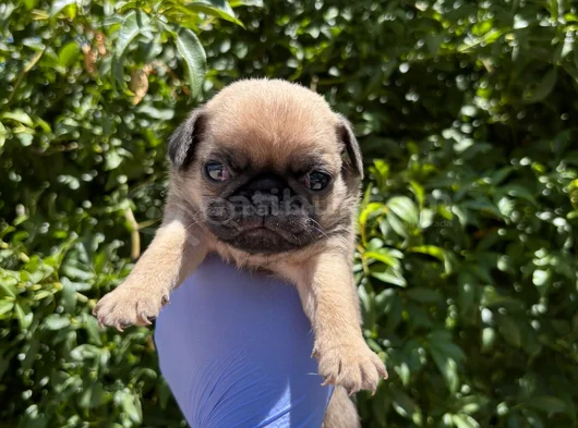 Afacan Pug Mops Bebekler görsel