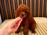 Tesci̇lli̇ Irk Mükenmel Poodle