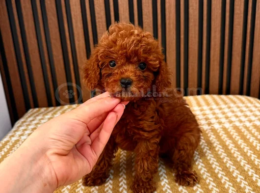 Tesci̇lli̇ Irk Mükenmel Poodle görsel