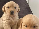 Golden Retriever yavrular her yere gönderilir