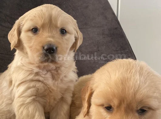 Golden Retriever Yavrular Her Yere Gönderilir