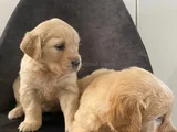 Golden Retriever Yavrular Her Yere Gönderilir