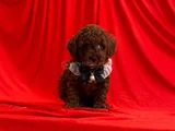 Dark Brown Toy Poodle Yavrular 
