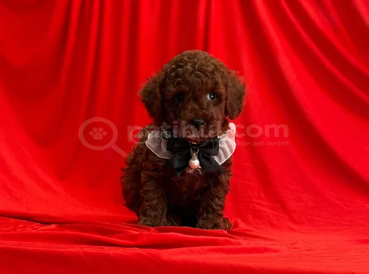 Dark Brown Toy Poodle Yavrular  görsel