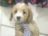 Malti̇poo Bebekler