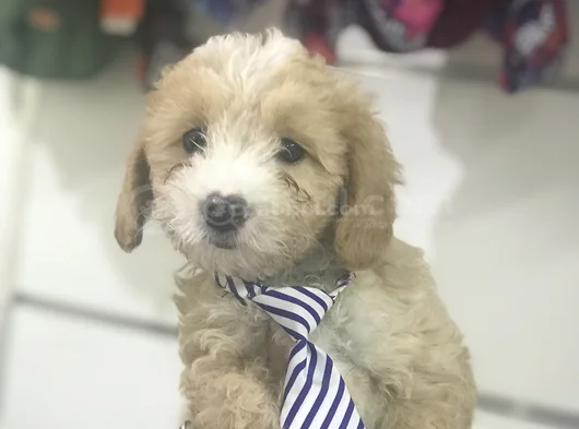 Malti̇poo Bebekler görsel