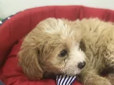 Malti̇poo Bebekler