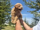 Yüksek Kalite Maltipoo Bebeklerimiz