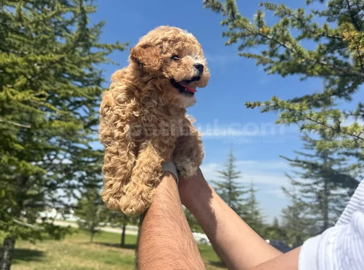 Yüksek Kalite Maltipoo Bebeklerimiz görsel