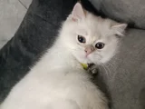 Pafuli Kedi