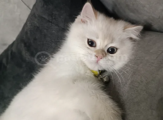 Pafuli Kedi görsel