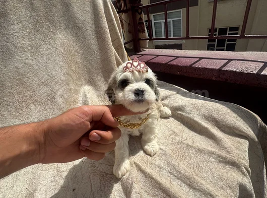 Yüksek Kalite Maltese Bebeklerimiz görsel