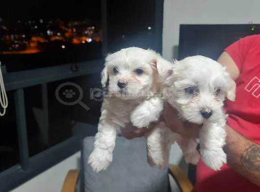 Çok Büyümeyen Minyatür Minnaklarım görsel