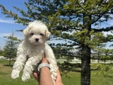Yüksek Kalite Maltese Bebeklerimiz