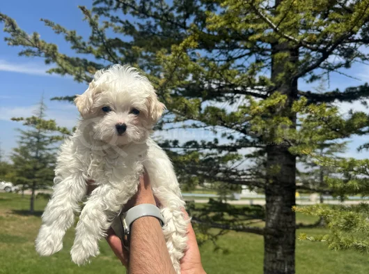 Yüksek Kalite Maltese Bebeklerimiz görsel