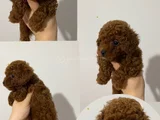 Toy Poodle Yavruları Mama Ve Malzeme Kampanyalı
