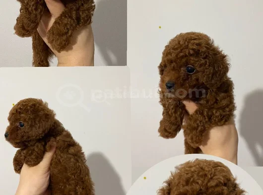 Toy Poodle Yavruları Mama Ve Malzeme Kampanyalı görsel