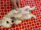 White Morkie