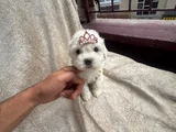 Yüksek Kalite Maltese Bebeklerimiz
