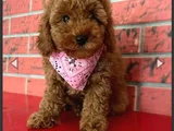 Toy Poodle Yavruları mama ve malzeme kampanyalı