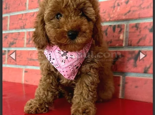 Toy Poodle Yavruları mama ve malzeme kampanyalı