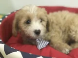 Malti̇poo Bebekler