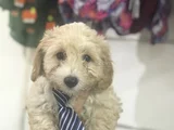 MALTİPOO BEBEKLER