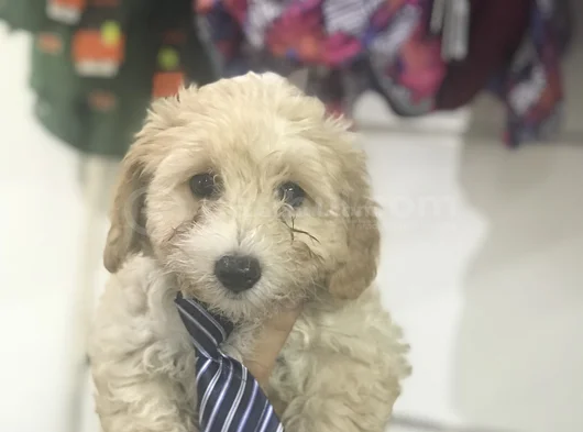 Malti̇poo Bebekler