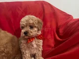Yüksek Kalite Maltipoo Bebeklerimiz