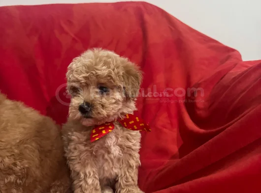 Yüksek Kalite Maltipoo Bebeklerimiz görsel