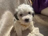 Yüksek Kalite Maltese Bebeklerimiz