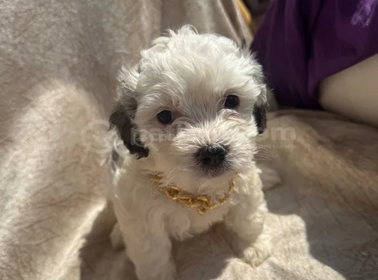 Yüksek Kalite Maltese Bebeklerimiz görsel