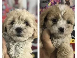 Malti̇poo Bebekler