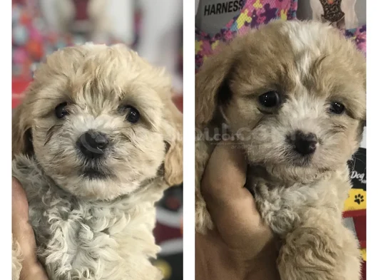 Malti̇poo Bebekler görsel