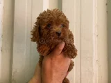 Orjinal Irk Minyatür Toy Poodle