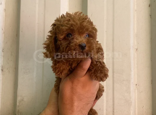 Orjinal Irk Minyatür Toy Poodle görsel