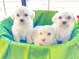 ev doğumu maltese bebegimiz